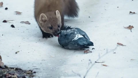 Marten caught prey Stock Footage 306481546