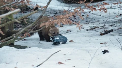 Marten caught prey Stock Footage 306481645