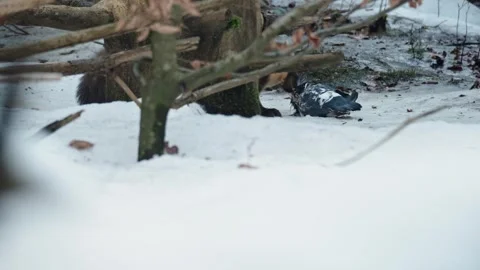 Marten caught prey Stock Footage 306481851