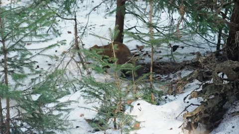 Marten caught prey Stock Footage 306482000