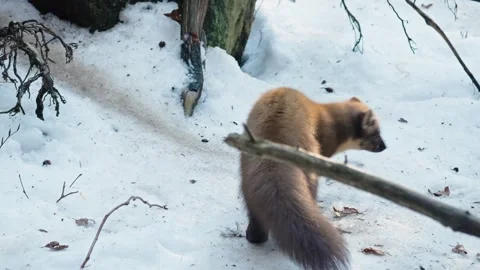 Marten caught prey Stock Footage 306482073