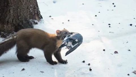 Marten caught prey Stock Footage 306482310