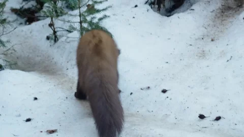 Marten caught prey Stock Footage 306482557