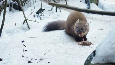 Marten caught prey Stock Footage 306483434