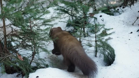 Marten caught prey Stock Footage 306483458