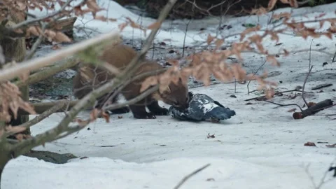 Marten caught prey Stock Footage 306483480