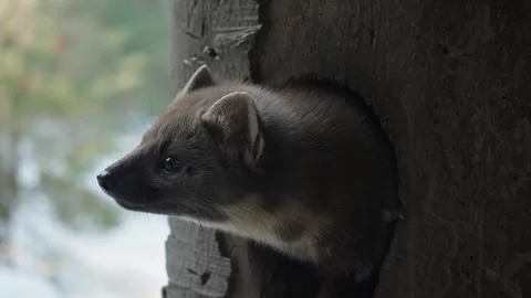 Marten caught prey Stock Footage 306483506