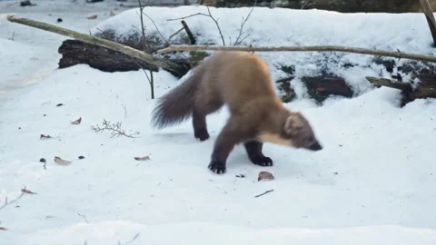 Marten caught prey Stock Footage 306483520