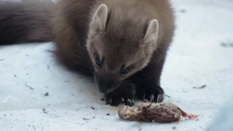 Marten caught prey Stock Footage 306483529