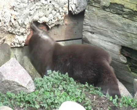 Marten Vídeo Stock 345634