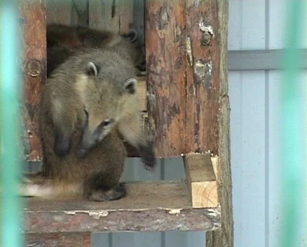 Marten Stock Footage