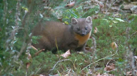 Marten Stock Footage 12474697