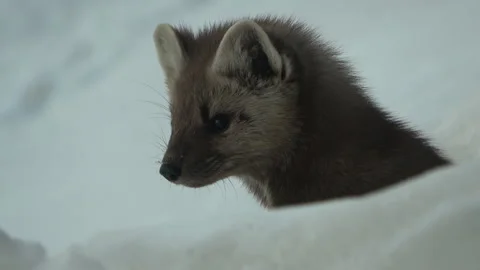 Marten looking around from behind a snow drift _ close up of eyes and ears Stock Footage 242651310