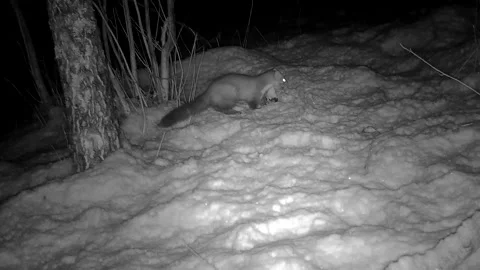 Marten looking for food Video stock 153757954
