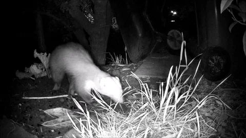 Marten at night - camera trap. Stock Footage 128790839