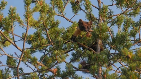 Marten sitting on a pine tree Stock Footage 146320789