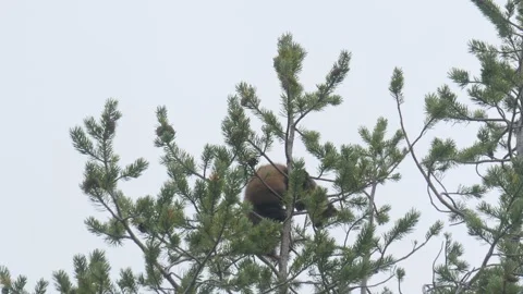 Marten sitting on a pine tree Video stock 146320987