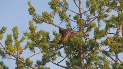 Marten sitting on a pine tree Stock Footage 147508333