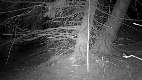 Marten on the tree 1 Video stock 153755343