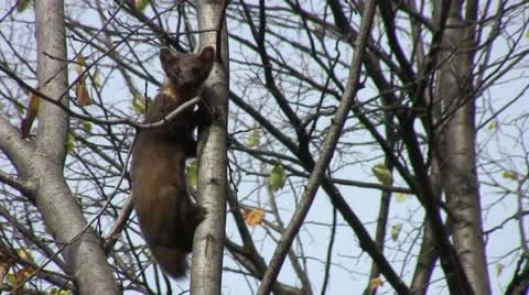 Marten on a tree. Stock Footage 10847176