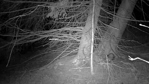 Marten on the tree Video stock 153755619