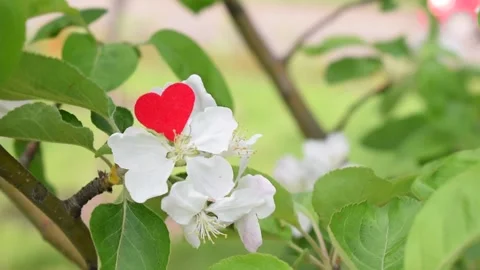 Martenitsa on a flowering tree.Symbol of Spring.March 1 Tradition.Baba Marta Day Stock Footage 171882934
