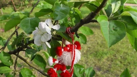 Martenitsa on a flowering tree.Symbol of Spring.March 1 Tradition.Baba Marta Day Stock Footage 171882971
