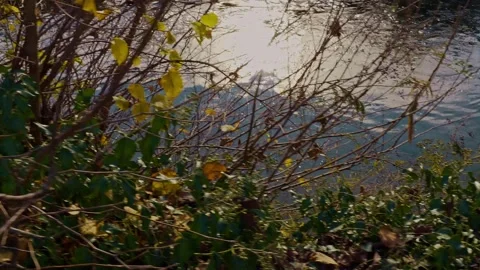 MARTESANA SETTE Video stock 327615514