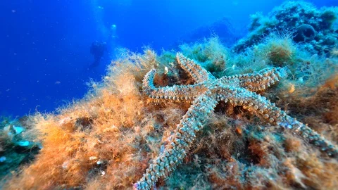 A  Marthasterias glacialis on algae seabed Stock Footage 127977619