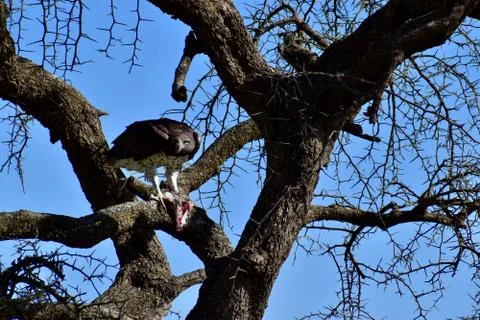 Martial Eagel 库存照片