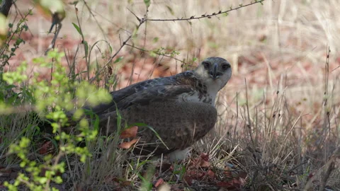 Martial eagle covered in flies as it sits on unseen carrion carcass Stock Footage 305143961