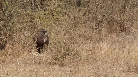 Martial Eagle feeds and drags Monitor Lizard Stock Footage 254356908