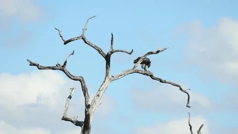 A Martial Eagle feeds on prey while perched in a dead tree against a clear blue Stock Footage 342996527