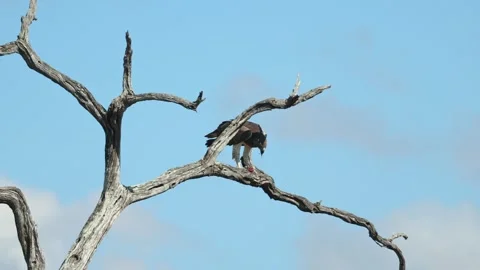 A Martial Eagle feeds on prey while perched in a dead tree against a clear blue Stock Footage 342997017