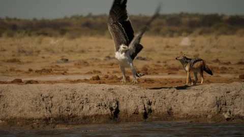 Martial Eagle flaps away from curious black-backed jackal Stockbeeldmateriaal 114399421