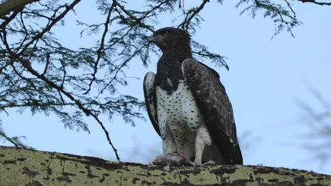Martial Eagle with Fresh Catch | 4K Wildlife Stock-Footage 312201787