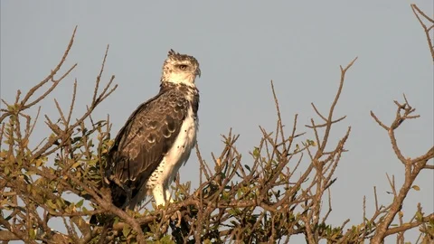 Martial eagle looks at camera in masai mara Stock Footage 111753826