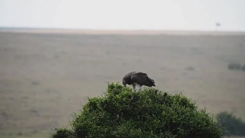 Martial eagle nibling on its prey in Maasai Mara Stock Footage 317494584