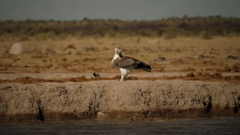Martial Eagle observes windswept savannah by waterhole, mobbed by Lapwing Stock Footage 114399462