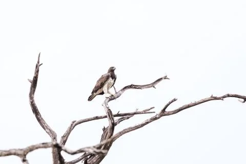 Martial Eagle Okavango Delta Stock Photos