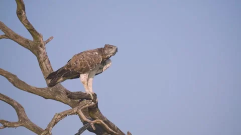 Martial Eagle Perched on Dead Tree Branch Against Clear Sky Stock Footage 338998619
