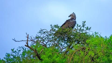 Martial eagle perched on a tree with blue sky background, Uganda 스톡 사진