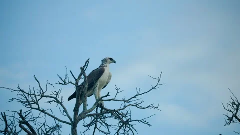 Martial Eagle Perched On Tree Branch In Greater Kruger South Africa Stock Footage 338172913
