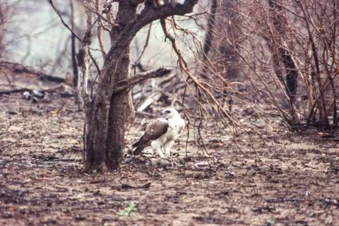 Martial Eagle Stock Photos