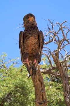 Martial Eagle Stock Photos