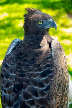 Martial eagle portrait Stock Photos