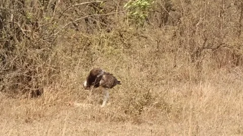 Martial Eagle rips with beak and talons on Monitor Lizard prey Stock Footage 254356831