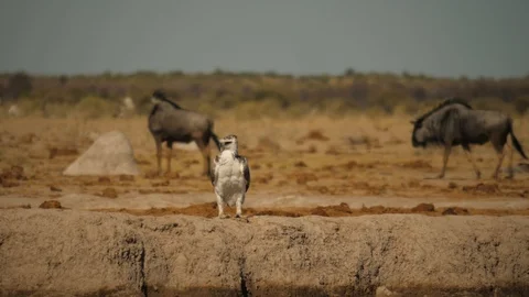 Martial Eagle sits, herd of wildebeest walk past behind in parched landscape 스톡 동영상 114540183