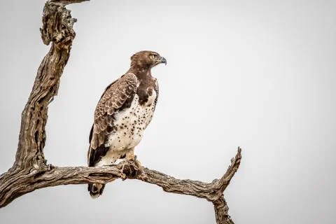 Martial eagle sitting on a branch. Stock Photos