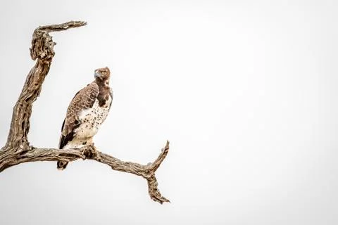 Martial eagle sitting on a branch. Stock Photos